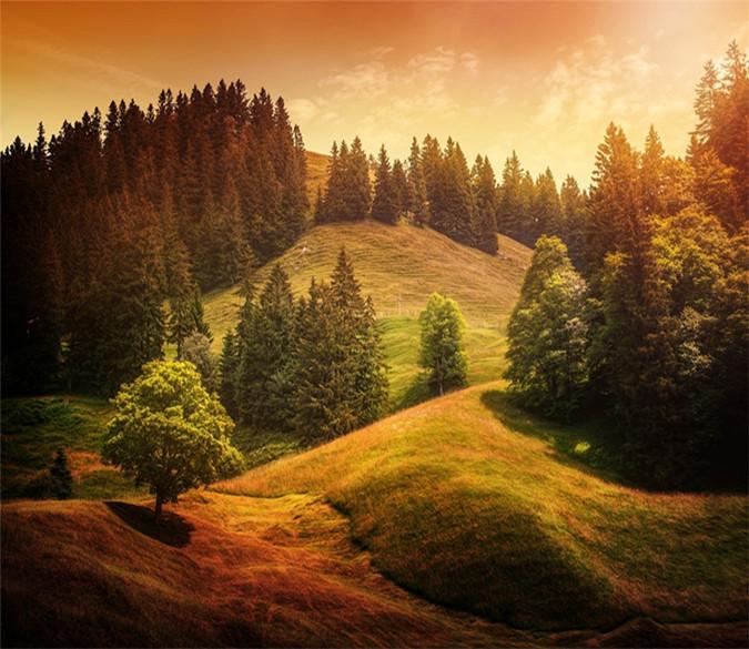 3D Hill Pines Scenery 32 Wallpaper AJ Wallpaper 