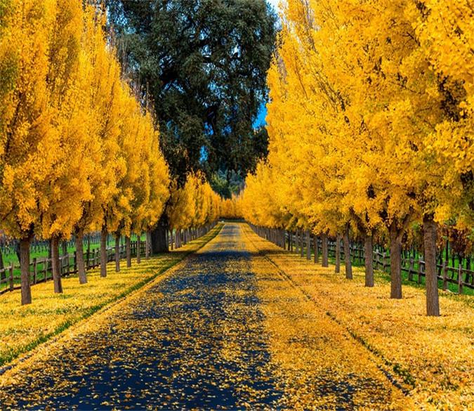 3D Yellow Poplar Trees 23 Wallpaper AJ Wallpaper 