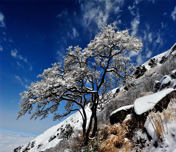 3D Snow Cedar Blue Sky 567 Wallpaper AJ Wallpaper 