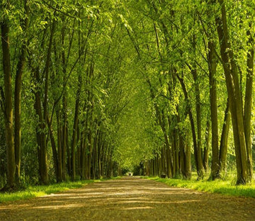 3D Green Forest 335 Wallpaper AJ Wallpaper 