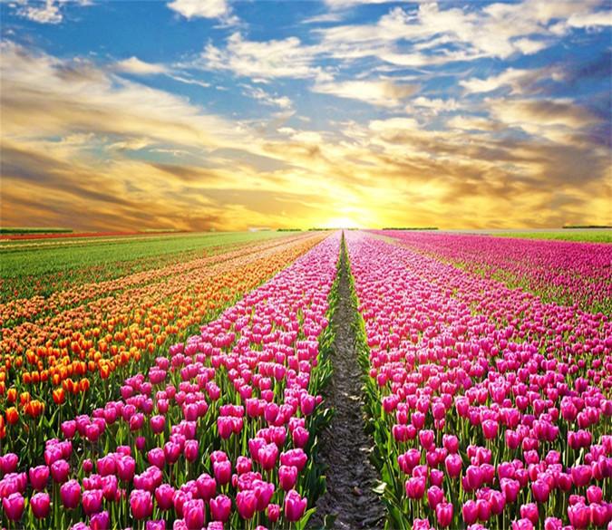 3D Flower Manor Sky 683 Wallpaper AJ Wallpaper 