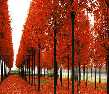 3D Red Maple Forest 876 Wallpaper AJ Wallpaper 