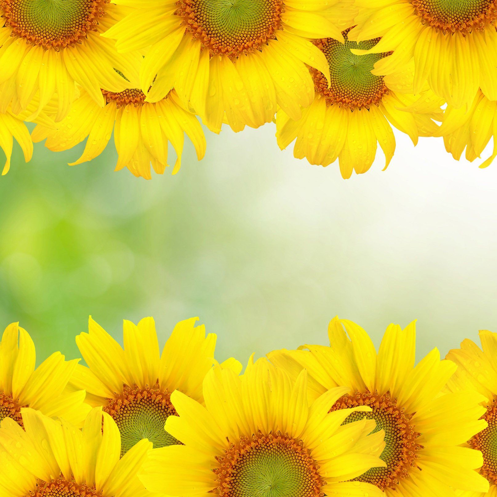 Bright Sunflowers Dews Wallpaper AJ Wallpaper 