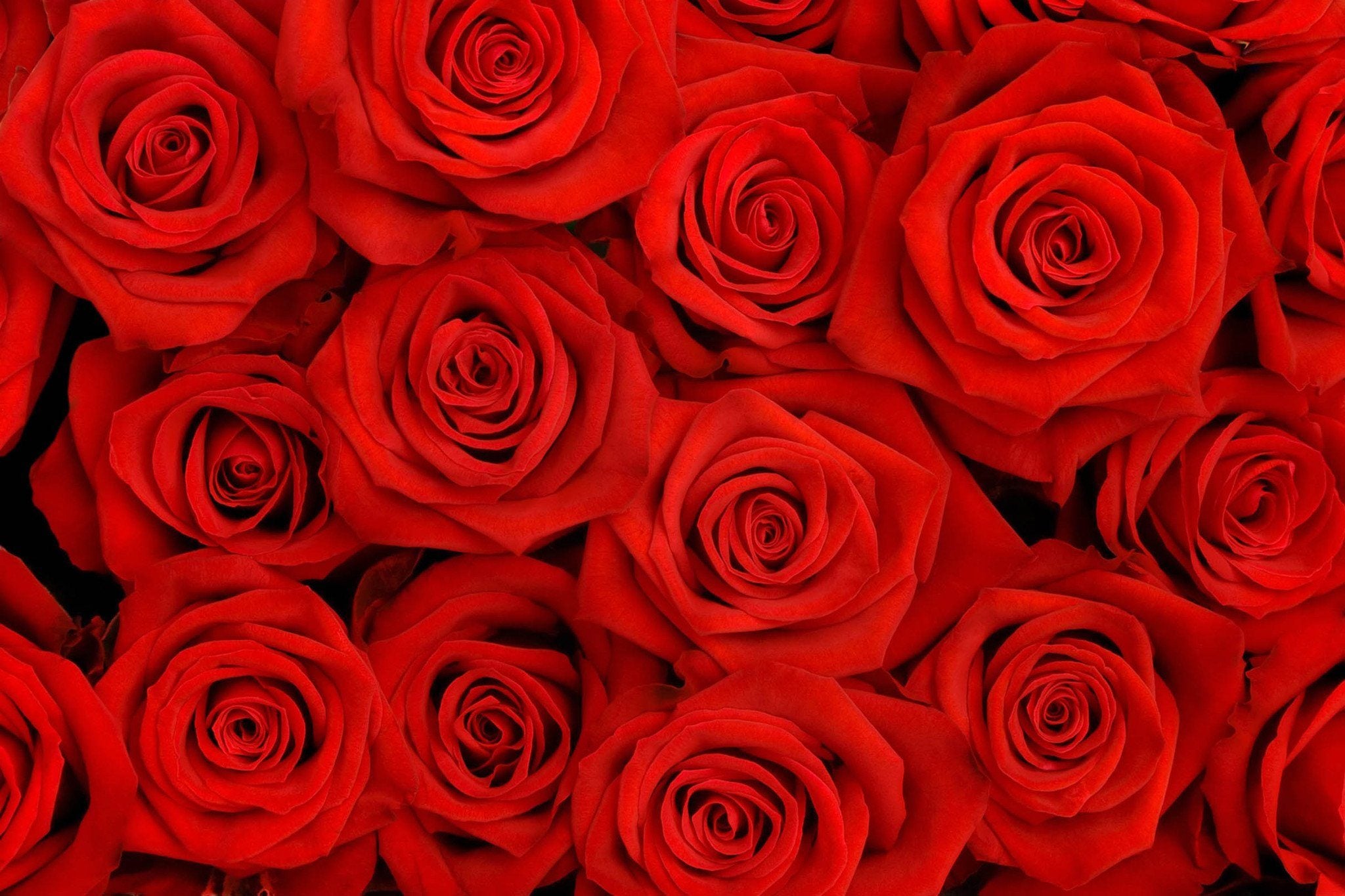 Dense Red Roses Wallpaper AJ Wallpaper 