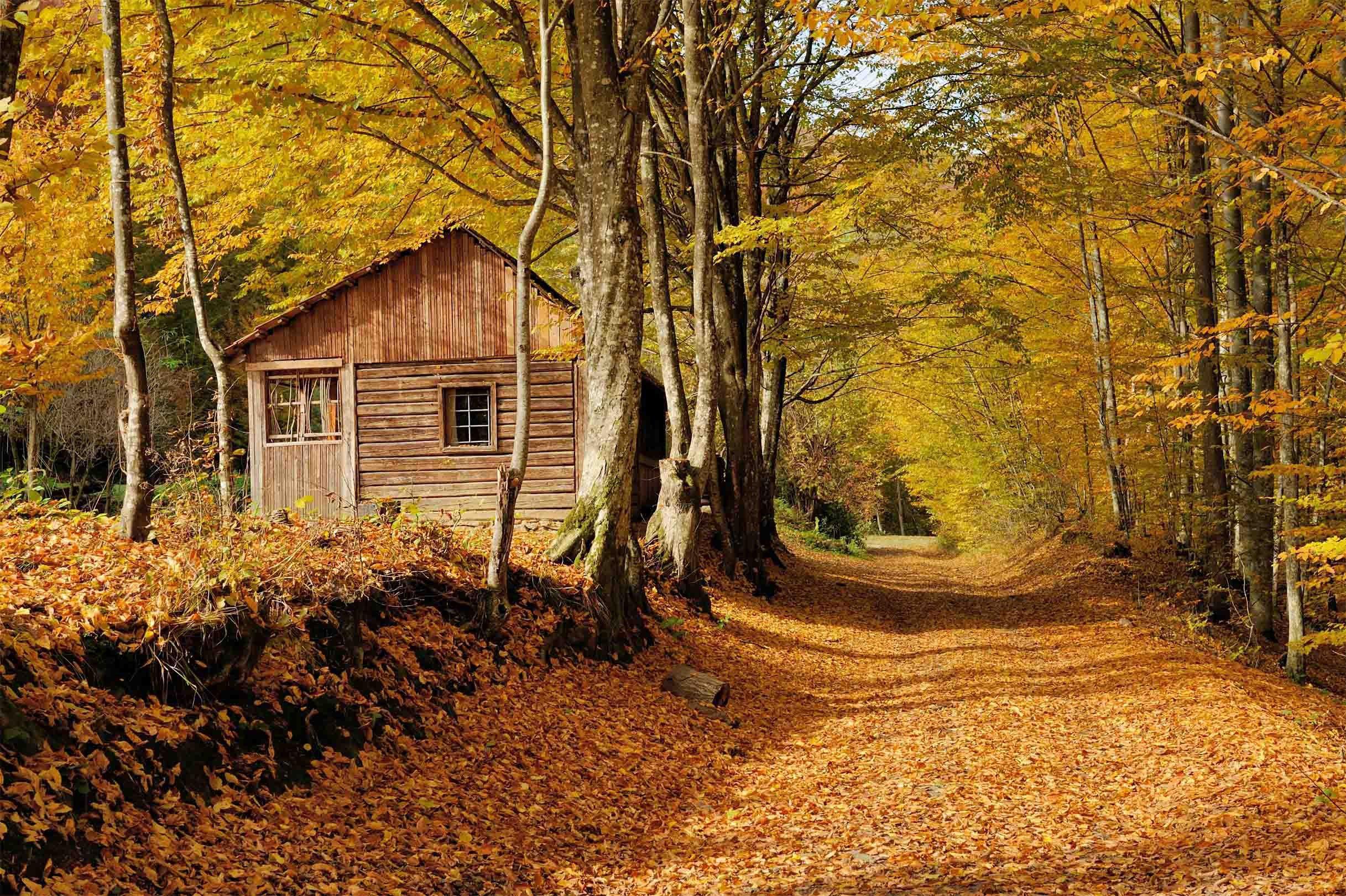 3D Forest Wood House 354 Garage Door Mural Wallpaper AJ Wallpaper 