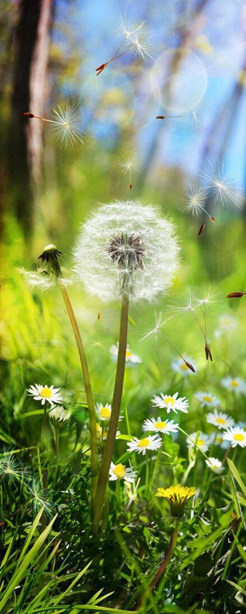 3D dandelion landscape door mural Wallpaper AJ Wallpaper 