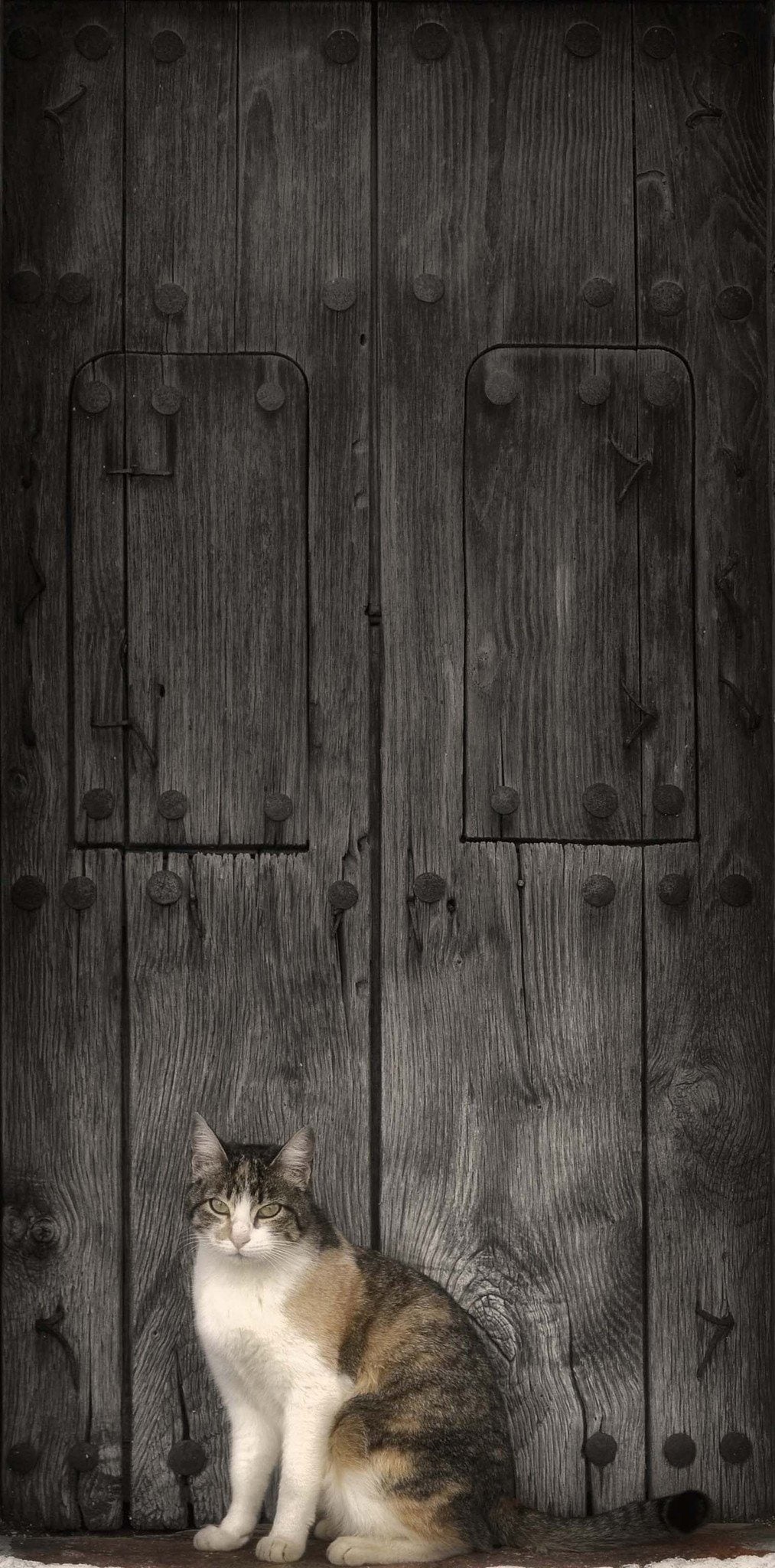 3D Gate Standing Cat 23 Door Mural Wallpaper AJ Wallpaper 