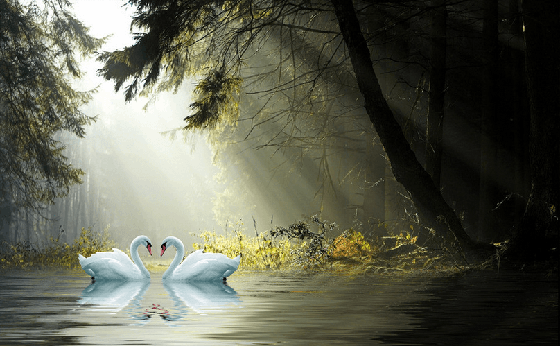 Forest Lake Swans Wallpaper AJ Wallpaper 