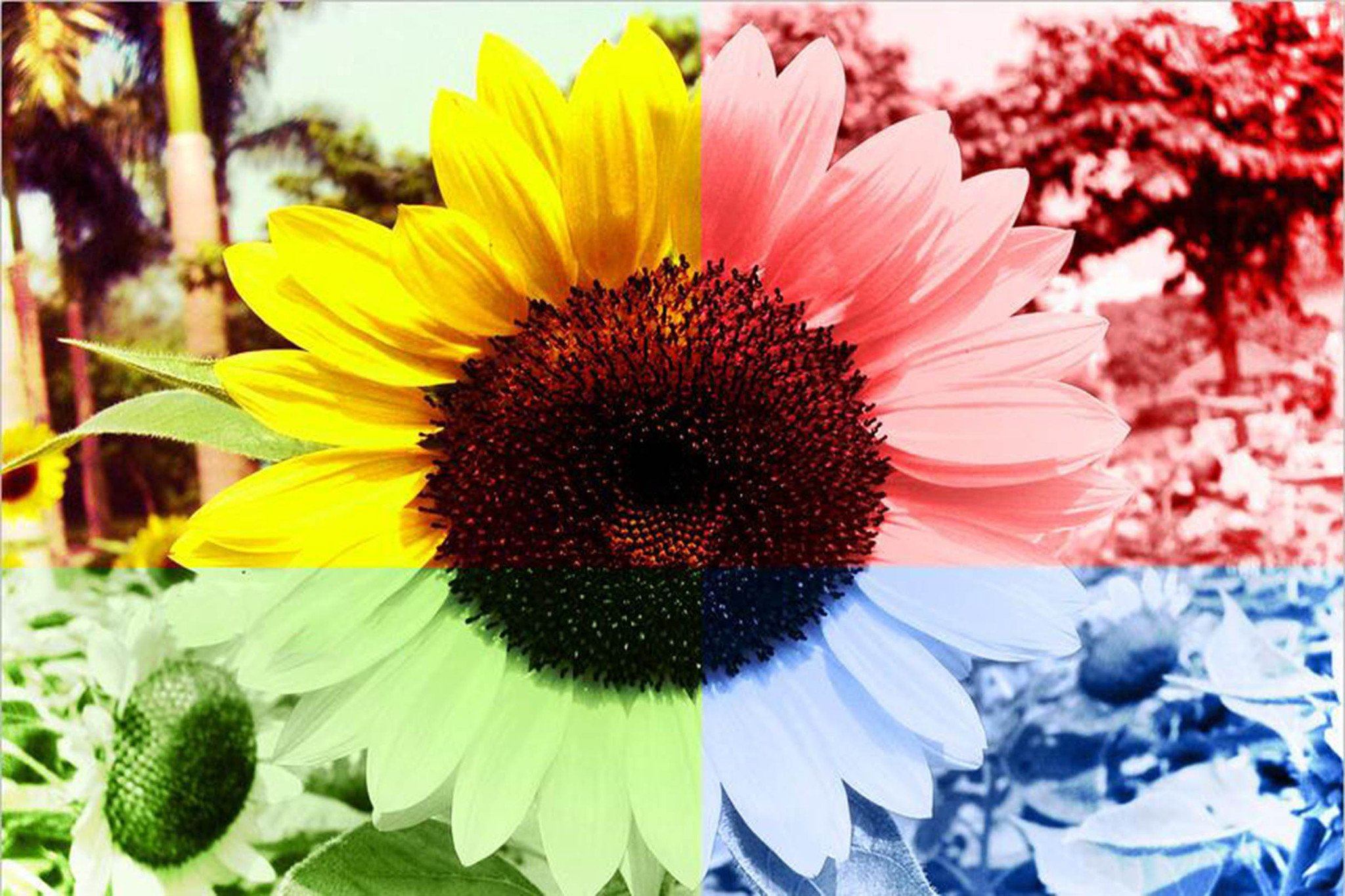 Bright Color Sunflowers Wallpaper AJ Wallpaper 