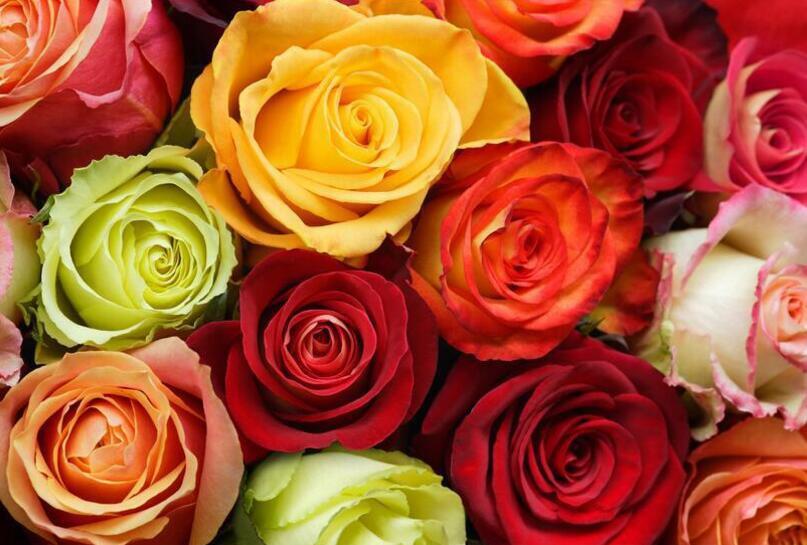 3D Colorful Roses 907 Curtains Drapes Wallpaper AJ Wallpaper 