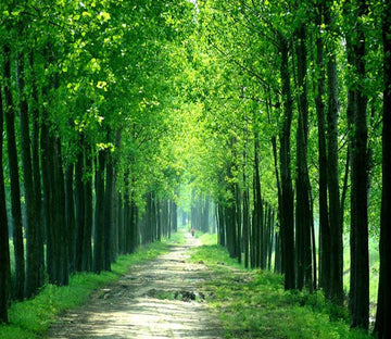 3D Spring Polar Tree Path 76 Wallpaper AJ Wallpaper 