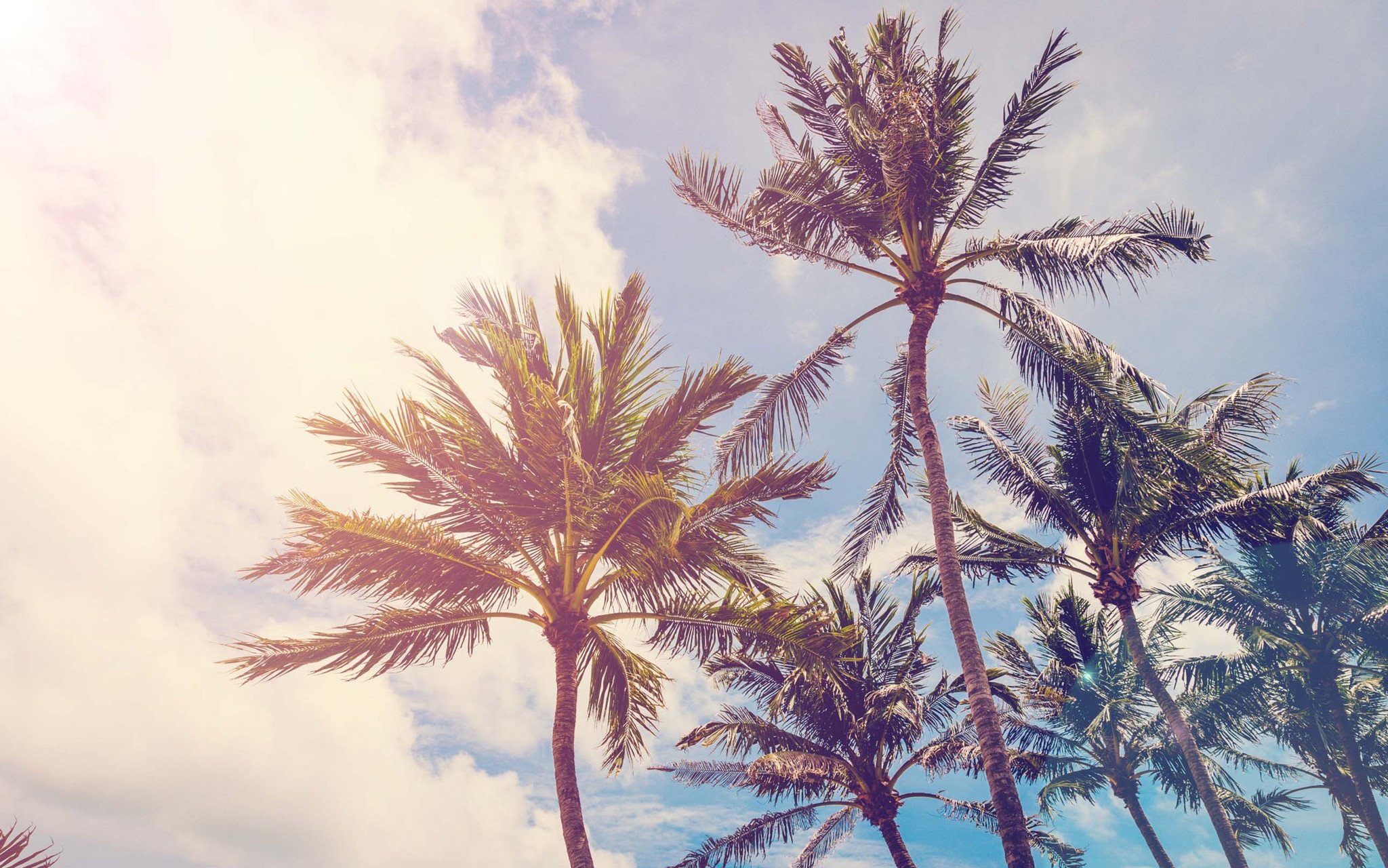 Sunny Sky Coconut Trees Wallpaper AJ Wallpaper 