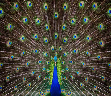 3D Peacock Feather 887 Wallpaper AJ Wallpaper 