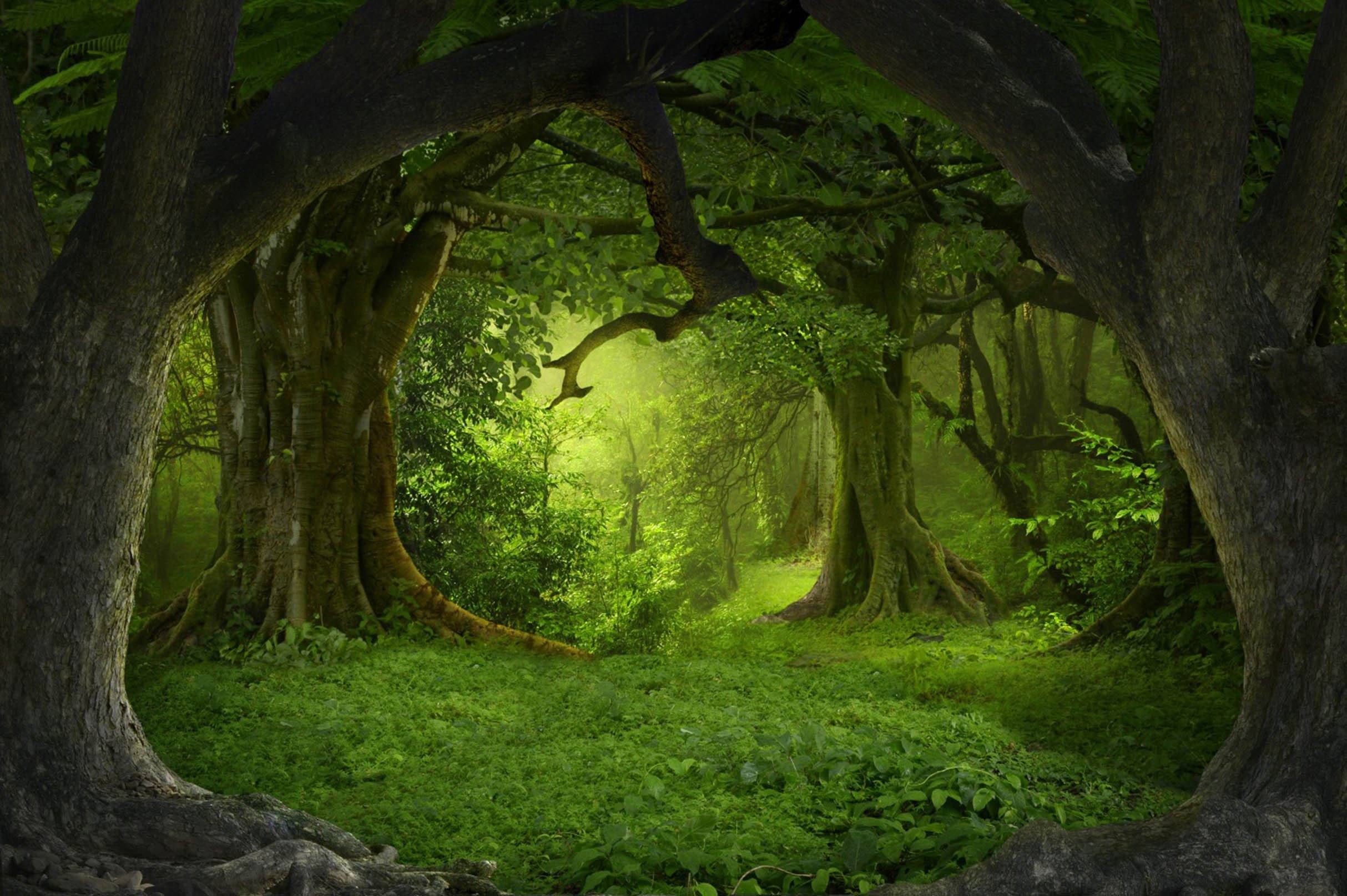 3D Deep Forest Trees 306 Garage Door Mural Wallpaper AJ Wallpaper 