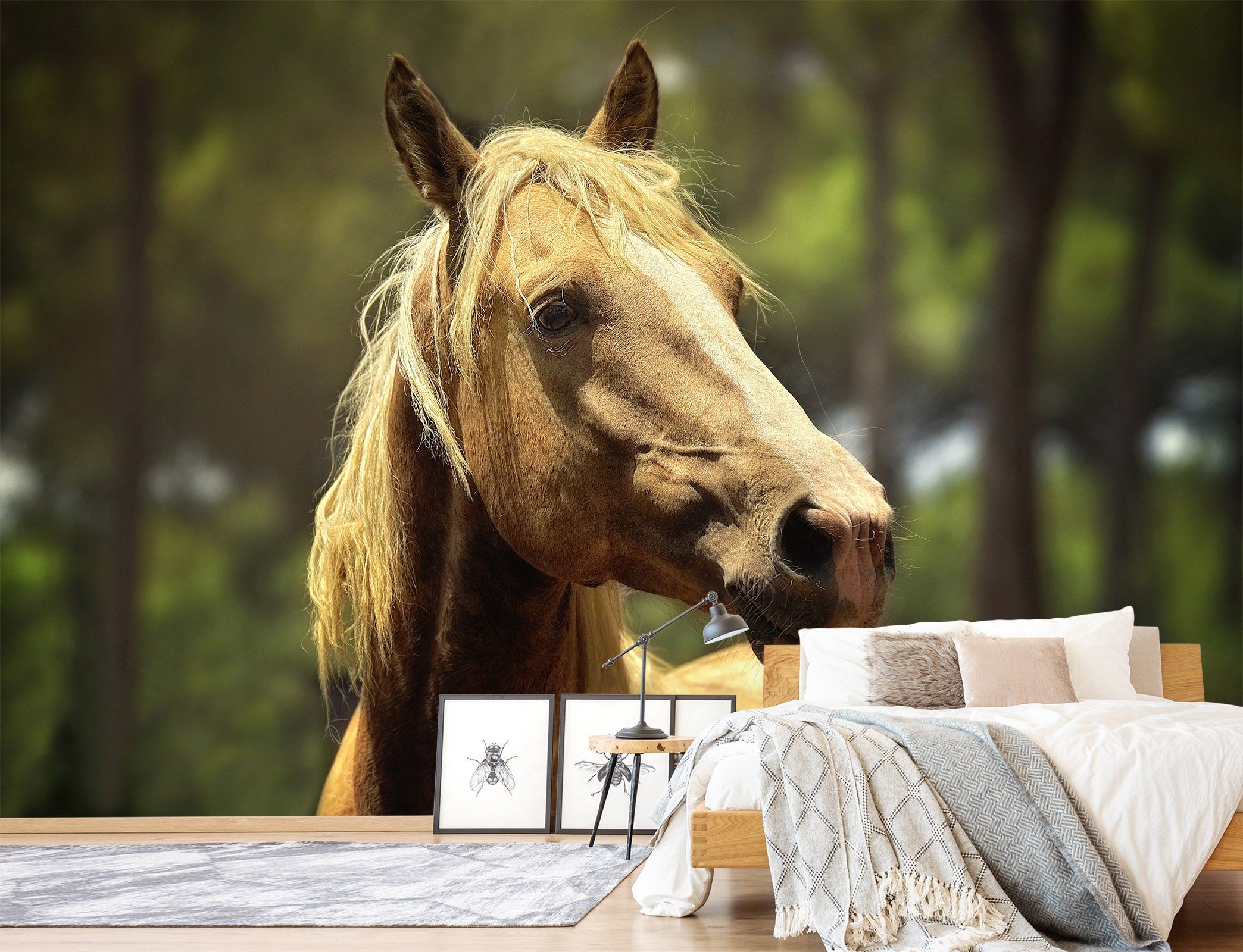 3D Horse Head Sunshine 668 Wallpaper AJ Wallpaper 